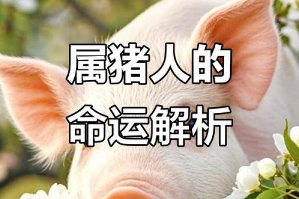 属猪人今日运势解析好运连连还是挑战重重 属猪人今日运势解析好运连连还是挑战重重