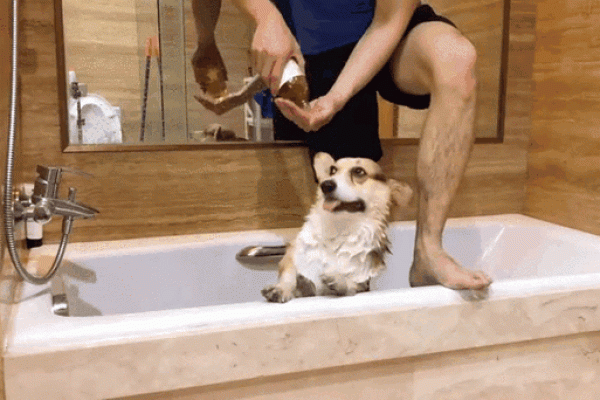 梦见给狗洗澡