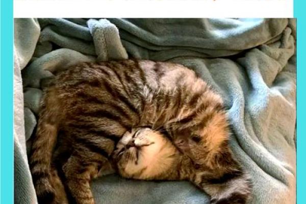 梦到猫是什么意思周公解梦